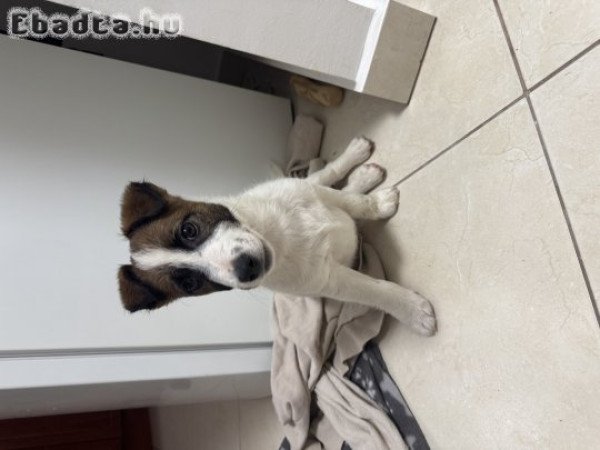 Jack Russel kiskutya eladó