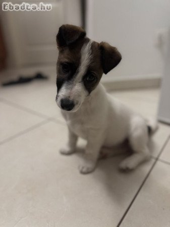 Jack Russel kiskutya eladó