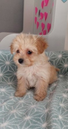 maltipoo máltai selyemszőrű × toy uszkár