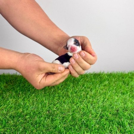 Biewer Yorkshire terrier