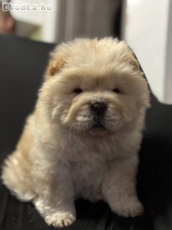 Csau-Csau kölyök kutyák