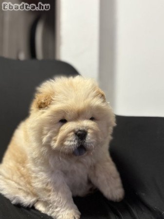 Csau-Csau kölyök kutyák