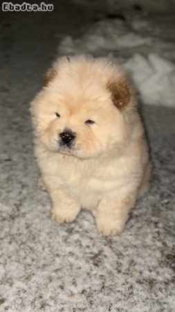 Csau-Csau kölyök kutyák