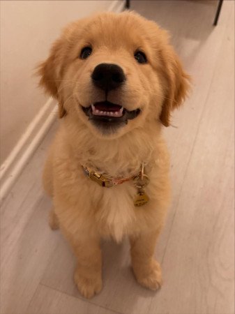 Adorable Golden retriever puppy