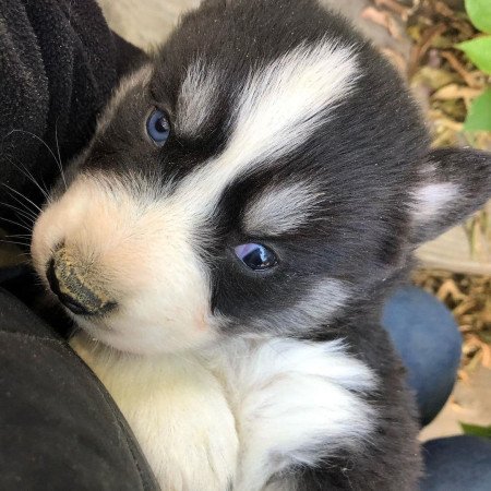 Female Siberian Husky puppy for sale