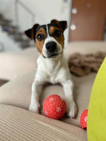 M/F Jack Russel Puppies for sale