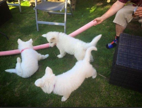 White German Shepherd Puppies for sale