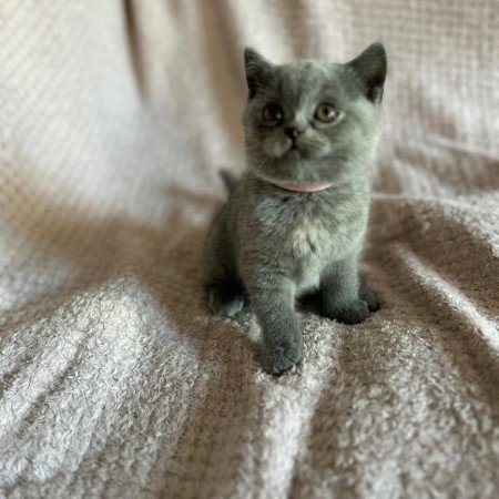 Grey british shorthair kittens for sale