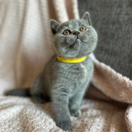 Grey british shorthair kittens for sale
