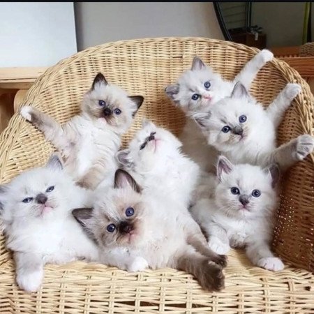 3 Ragdoll kittens available for sale