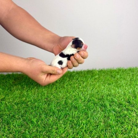 Biewer Yorkshire terrier