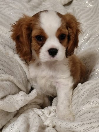 Cavalier King Charles Spániel