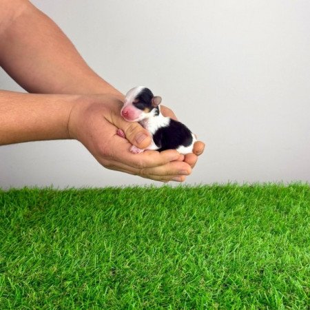 Biewer Yorkshire terrier