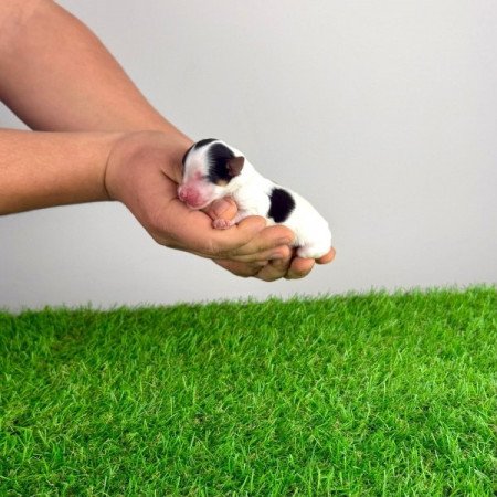 Biewer Yorkshire terrier