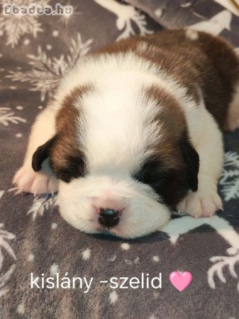 Bernáthegyi kiskutyàk Fóglalhatok!