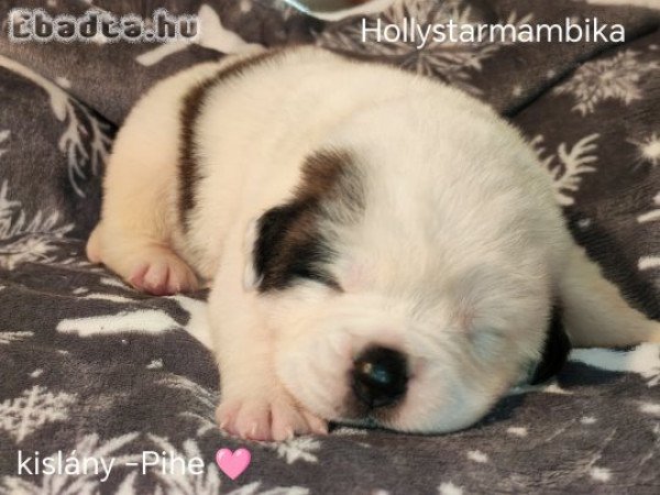 Bernáthegyi kiskutyàk Fóglalhatok!