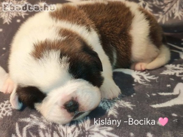 Bernáthegyi kiskutyàk Fóglalhatok!