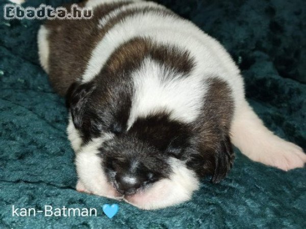 Bernáthegyi kiskutyàk Fóglalhatok!