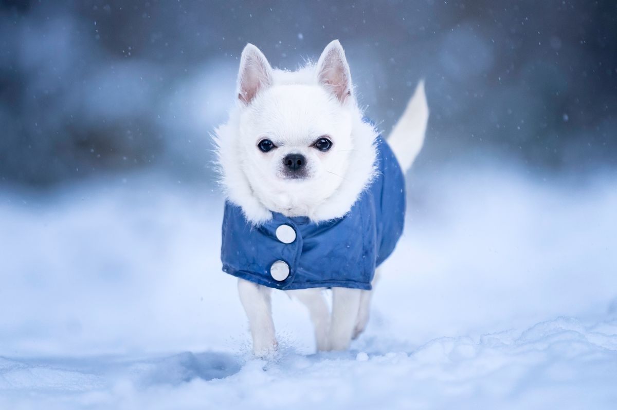 Mely kutyafajtáknak van szükségük kabátra télen?
