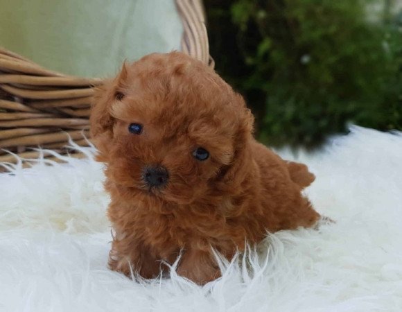 Maltipoo