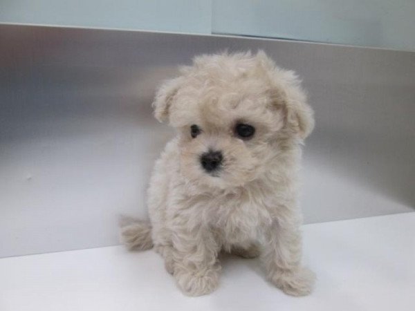 Maltipoo