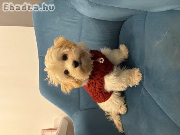 Maltipoo kiskutya