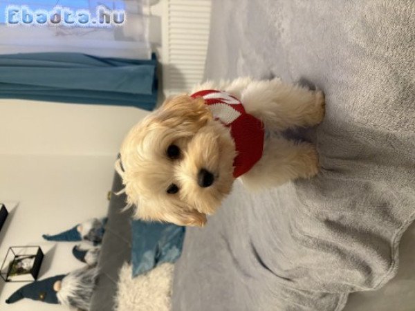 Maltipoo kiskutya