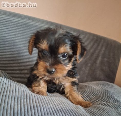 Gyönyörű szép yorki babák!