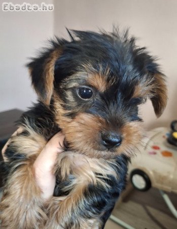 Gyönyörű szép yorki babák!