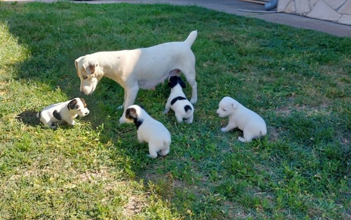 Jack Russel terrier