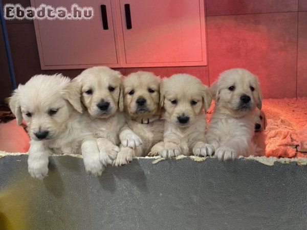 Golden retiever kiskutyák eladóak