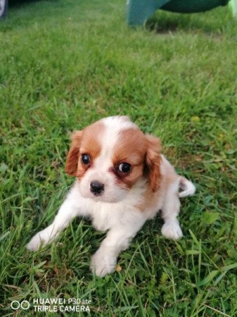 Cavalier king charles spániel