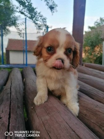 Cavalier king charles spániel