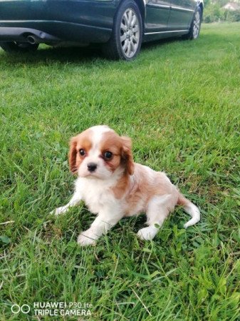 Cavalier king charles spániel