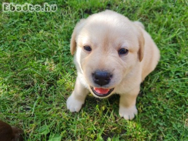 Labrador eladó