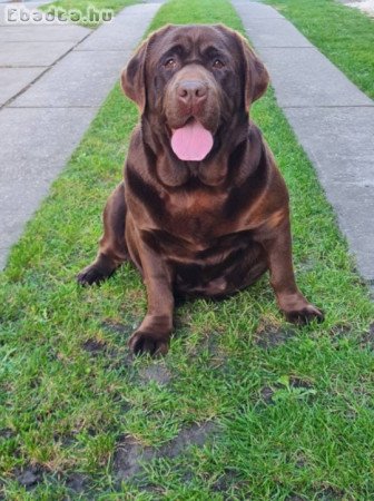 Labrador eladó