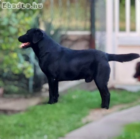 Labrador eladó