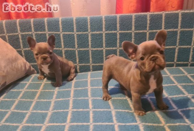 Fajtiszta francia bulldog kiskutyák eladók