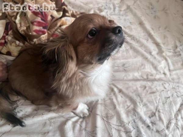 Palota Pincsi 7 Hónapos