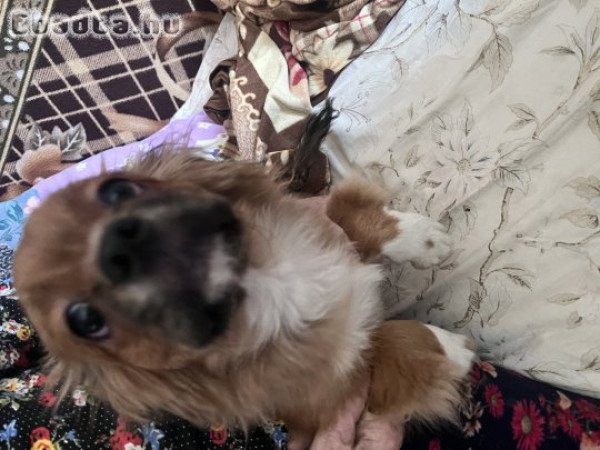 Palota Pincsi 7 Hónapos