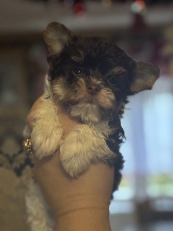 Biro Yorkshire terrier