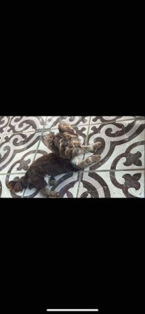 Biro Yorkshire terrier