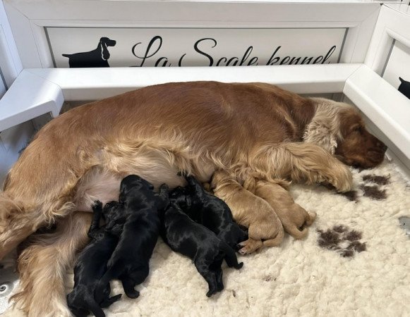 angol cocker spániel