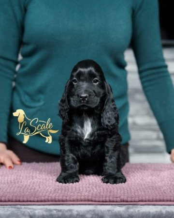 angol cocker spániel