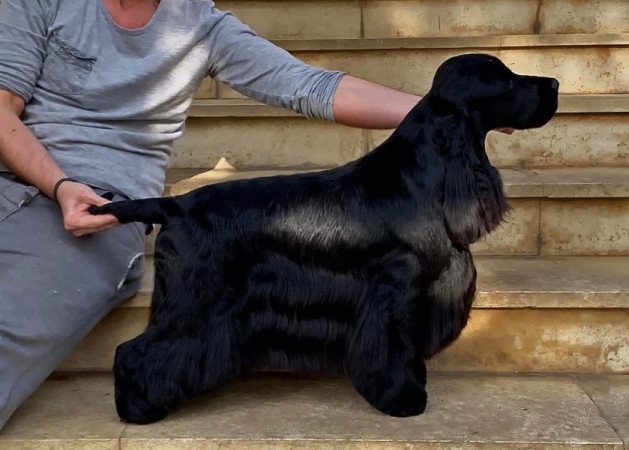 angol cocker spániel