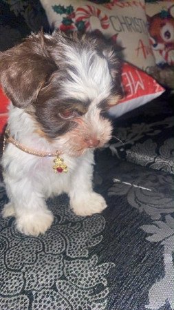 Biro Yorkshire terrier