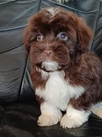 bichon havanese