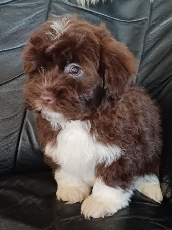 bichon havanese