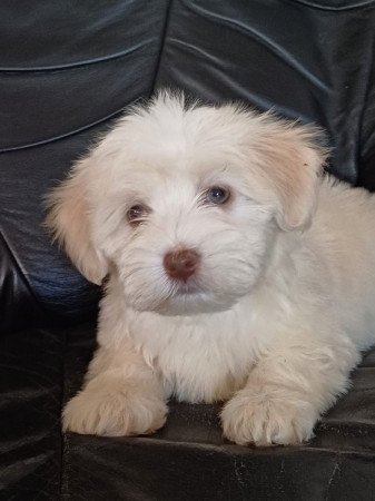 bichon havanese