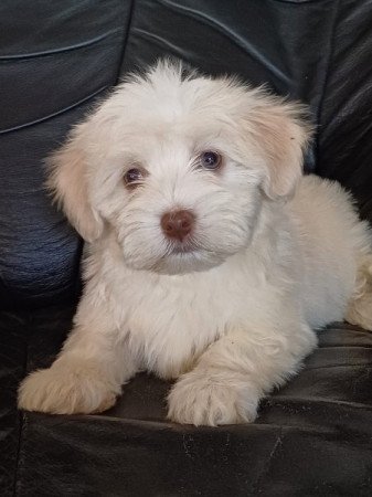 bichon havanese